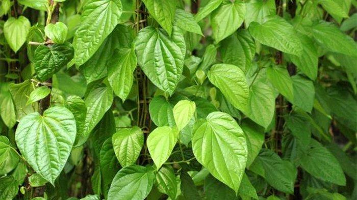 daun-sirih-12.jpg