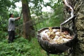 Ada Perda Penyangga, Harga Karet tak Jatuh Terlalu Jauh