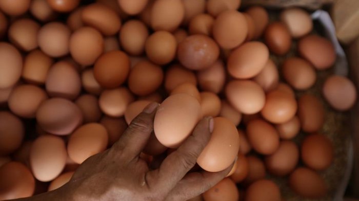 ilustrasi-telur-ayam.jpg