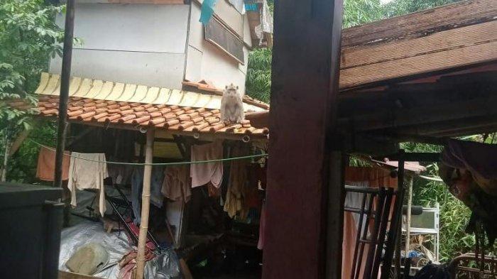 Beraksi Seminggu Terakhir Karena Lapar, Sikat Pepaya dan Pisang di Kebun Warga