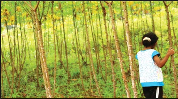 Pelajar Putri Dikejar di Kebun Karet Sempat Terlepas Tertangkap Lalu Pemuda Lakukan Ini