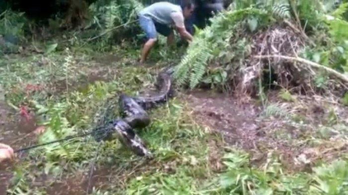ular-piton-dengan-ditangkap-warga-rt-5-kelurahan-sumber-agung.jpg