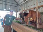 Pemkot Pangkalpinang Minta Distributor Maksimalkan Perawatan Sapi Kurban