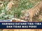 18012022-seekor-harimau-sumatera-tiba-tiba-muncul.jpg