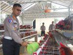Polda Bangka Belitung Panen 100 Butir Telur Ayam per Hari, Dibagikan ke Masyarakat per 5 Hari Sekali