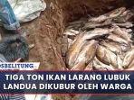 20220302-tiga-ton-ikan-larang-lubuk-landua-dikubur-oleh-warga.jpg