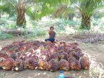 20220426-Seorang-petani-sawit-saat-di-kebun-sawit.jpg