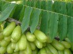 20220713-manfaat-daun-belimbing-wuluh.jpg