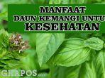 20220818-manfaat-daun-kemangi-1.jpg