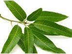 20230113-daun-mangga.jpg