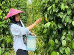 Petani di Bangka Belitung Diminta Tak Meninggalkan Tanaman Lada