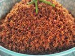 20230303-sambal-lingkung.jpg