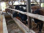 20230403-Sapi-sapi-yang-Ada-di-Kandang-Peternak-di-Belitung.jpg