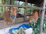 25 Ekor Sapi di Bangka Tengah Terjangkit LSD, DPKP: Tak Boleh Keluar Sebelum Dinyatakan Sembuh