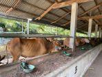 Pangkalpinang Siapkan 800 Sapi untuk Penuhi Kebutuhan Lebaran 2024