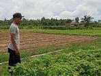 Petani di Bangka Ini Merugi Gegara Harga Sayur Anjlok, Ada yang Terpaksa Ditebas karena Tak Laku