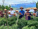 20231208-Panen-cabai-bersama-di-Lubuk-Besar-Bangka-Tengah.jpg