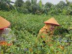 Panen Cabai di Lahan Ponpes Qur’an Cahaya Bangka Selatan Capai 118 Kilogram