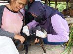 20240415-Penyuntikan-vaksin-rabies.jpg