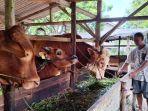 Jelang Idul Adha 1445 H Harga Sapi Kurban di Pangkalpinang Rp20 Juta-Rp55 Juta Per Ekor