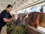 Permintaan Hewan Kurban di Pangkalpinang Masih Sepi, Distributor Kurangi Stok Jadi Lebih Sedikit