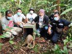Alobi Foundation Lepas Liarkan Tenggiling di Hutan Konservasi Bangka Barat