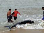 Paus Pilot Terdampar di Pantai Sumur Tujuh Bangka Tengah Dikembalikan ke Laut oleh Petugas BPBD