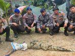 20250113-Tim-gabungan-berhasil-menangkap-buaya-di-perairan-Mentok.jpg