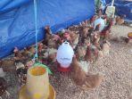 20250326-Penjualan-ayam-afkir-di-Pasar-Tanjungpandan-Belitung.jpg