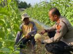 20251011-Kapolres-Bangka-Barat-mengunjungi-dan-memetik-melon-di-kebun-milik-Syamsuni.jpg