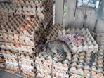 20251119-Telur-ayam-di-unit-ternak-ayam-BUMDes-Sedulang-Jaya-Belitung-Timur.jpg