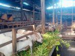 11 Hari Menjelang Iduladha 1445 Hijriah, Pangkalpinang Kekurangan Kambing
