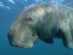 Dugong-mamalia-laut-dugong-lembu.jpg