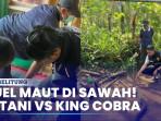 Petani-Sukabumi-Tewas-Usai-Duel-Maut-Lawan-Ular-King-Cobra.jpg