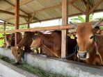 Bangka Belitung Kekurangan Stok Hewan Kurban