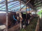 Sapi-sapi-yang-sehat-di-lapak-pedagang-yang-menjual-hewan-kurban-di-Tanjungpandan-Belitung.jpg