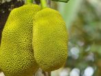 buah-nangka_20170615_225519.jpg