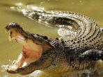 buaya-muara-buaya-sambar-disambar-buaya.jpg
