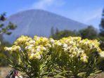 bunga-edelweiss-di-gunung-semeru.jpg