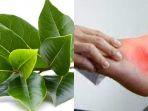 daun-salam-obat-alami-yang-bisa-mengatasi-asam-urat.jpg