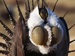 greater-sage-grouse_20181006_101705.jpg
