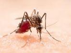 ilustrasi-nyamuk-pembawa-virus-zika-ka-2sus-virus-zika-terkonfirmasi.jpg