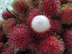 ilustrasi-rambutan.jpg