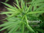 ilustrasi-tanaman-ganja-okee.jpg