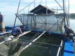keramba-ikan-budidaya-milik-kelompok-bina-mandiri_20160506_131946.jpg