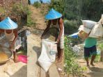 lada-kembali-dimasukkan-ke-dalam-karung-dan-diangkut-ke-tempat-penjemuran_20181107_203750.jpg