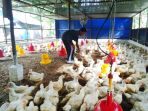 peternak-ayam-saat-sedang-menangkap-ayam-di-kandang_20180613_140125.jpg