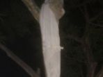 pocong_20170925_113637.jpg
