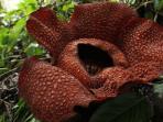 rafflesia_20160820_152738.jpg