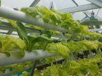 sayur-sayuran-dengan-sistem-hidropinik.jpg
